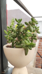 Delosperma echinatum