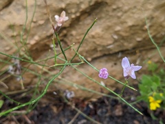 Stephanomeria