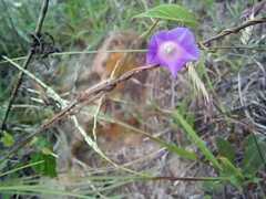 Ipomoea dumetorum