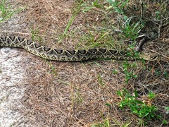 Crotalus adamanteus