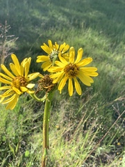 Verbesina tetraptera