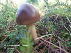 Limacella