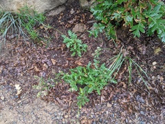 Lepidium montanum