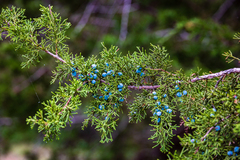 Juniperus ashei