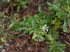 Lepidium montanum