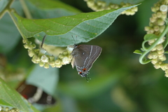 Parrhasius moctezuma