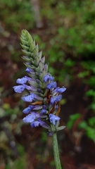 Salvia lavanduloides