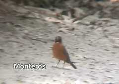 Turdus migratorius