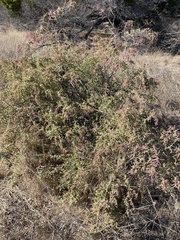 Atriplex lentiformis