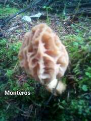 Morchella tridentina