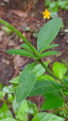 Salvia lavanduloides