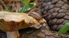 Meghimatium pictum