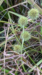 Sparganium americanum