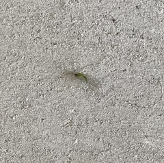 Chrysopa quadripunctata