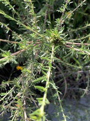 Baccharis pteronioides