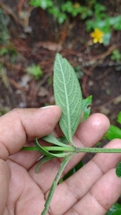 Salvia lavanduloides