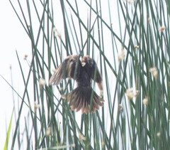 Xanthocephalus xanthocephalus