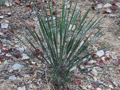 Yucca