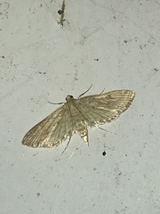 Parapoynx allionealis