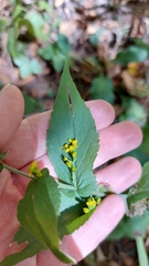 Solidago auriculata