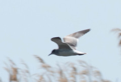 Leucophaeus pipixcan