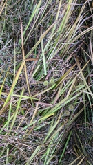 Sparganium americanum