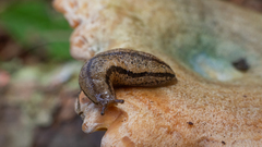 Meghimatium pictum