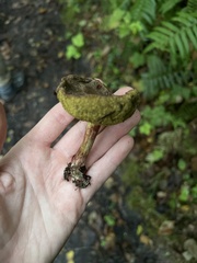 Xerocomellus diffractus