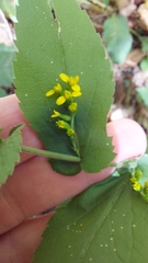 Solidago auriculata