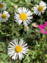 Erigeron longipes