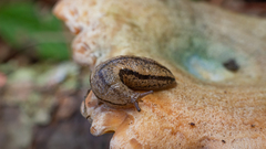 Meghimatium pictum