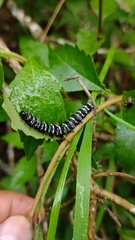 Xanthopastis moctezuma