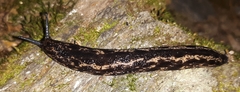 Philomycus flexuolaris