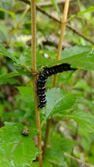 Xanthopastis moctezuma