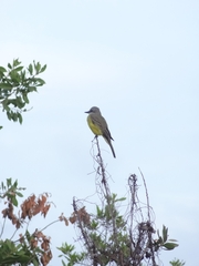 Tyrannus melancholicus