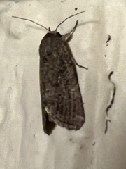 Spodoptera