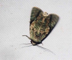 Platyprosopa nigrostrigata