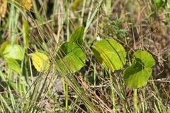 Hydrocotyle bonariensis