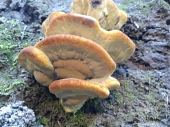 Phaeolus