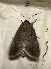 Spodoptera