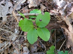 Orthilia secunda