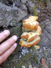 Phaeolus
