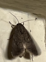 Spodoptera