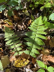 Dryopteris cristata