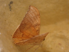 Oxyodes scrobiculata