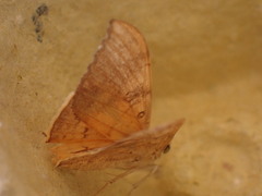 Oxyodes scrobiculata