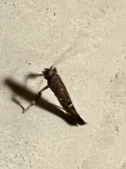 Caloptilia triadicae