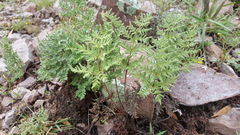 Pentagramma rebmanii