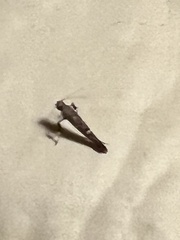 Caloptilia triadicae