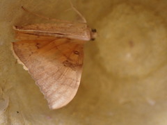 Oxyodes scrobiculata